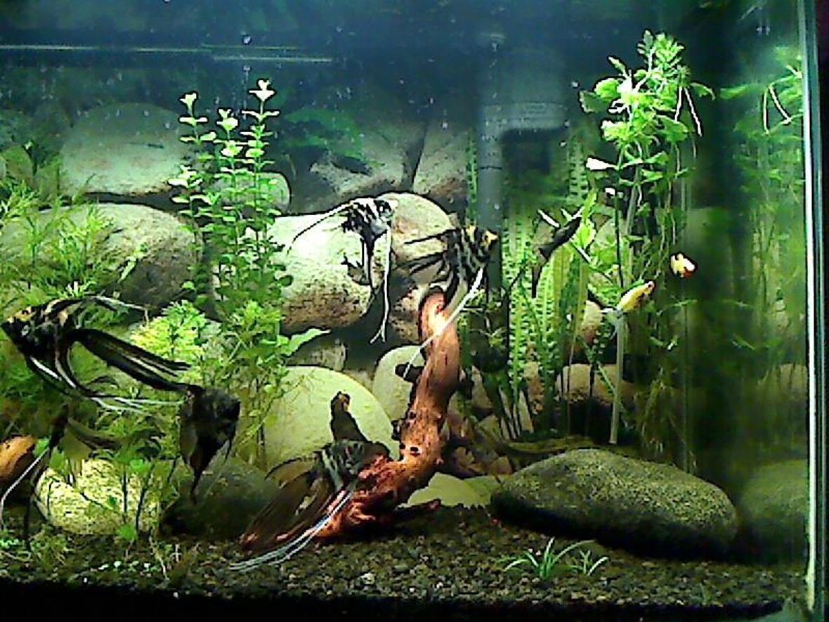 fish tank picture - This is the right side of the tank