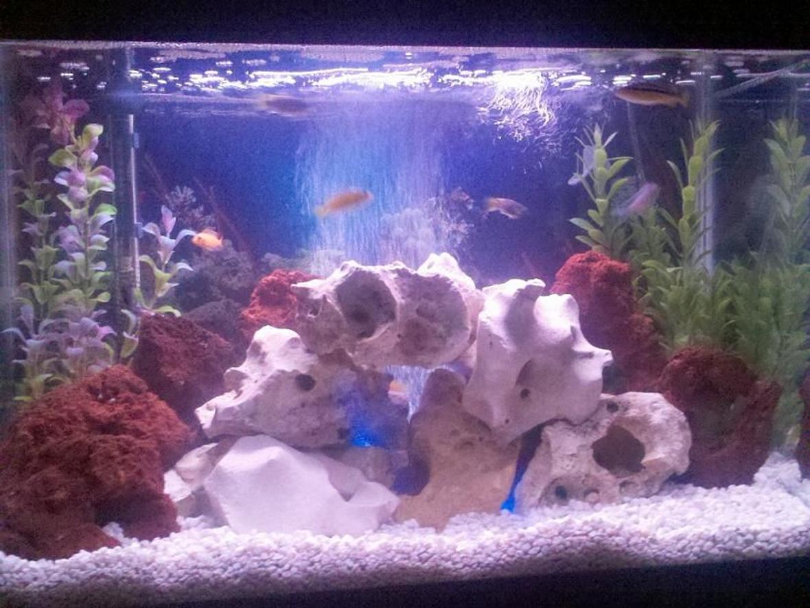 20 gallons freshwater fish tank (mostly fish and non-living decorations) - 20 Gallon African Cichlid tank. My first tank setup - Your thoughts?