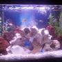 20 gallons freshwater fish tank (mostly fish and non-living decorations) - 20 Gallon African Cichlid tank. My first tank setup - Your thoughts?
