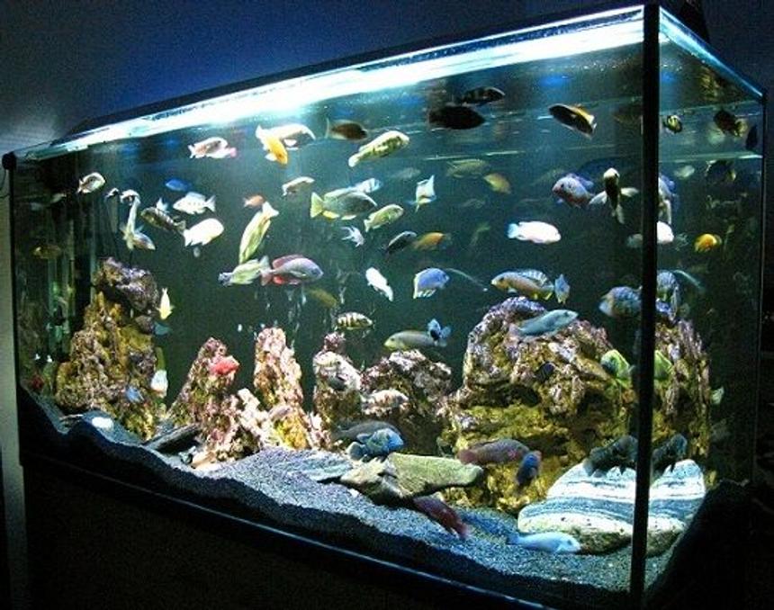 Rated #27: 137 Gallons Freshwater Fish Tank - My beauty - cichlid tank