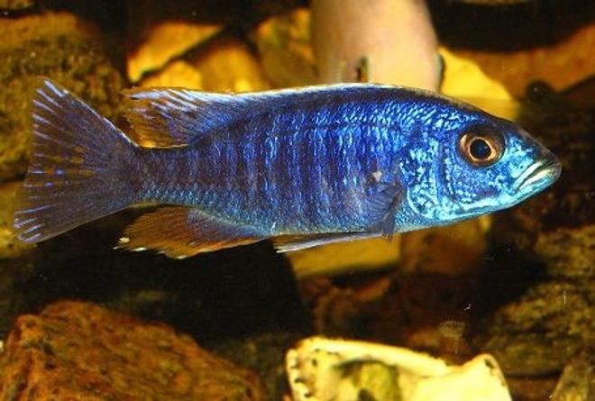 freshwater fish - stigmatochromis modestus stocking in 137 gallons tank - stigmatochromis-modestus