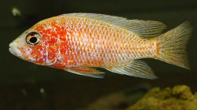 freshwater fish - aulonocara sp. - red orchid stocking in 137 gallons tank - Aulonocara Red Orchid ?