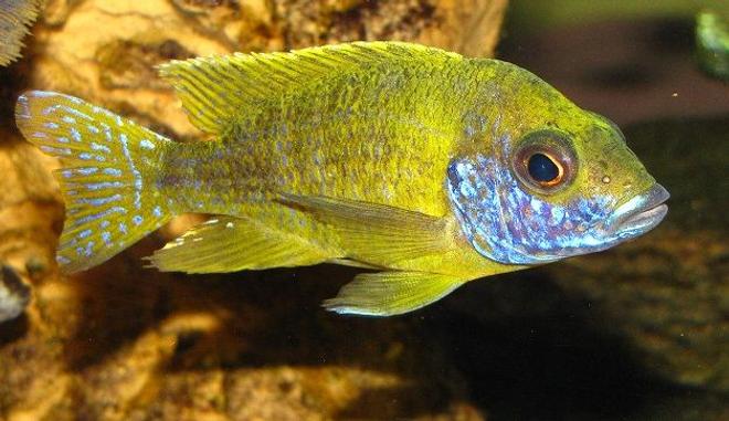 freshwater fish - aulonocara stuartgranti - orange peacock stocking in 137 gallons tank - Aulonocara sp. ''Stuartgranti Maleri''