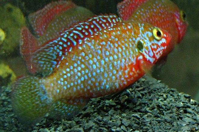 freshwater fish - hemichromis stellifer stocking in 137 gallons tank - Hemichromis stellifer