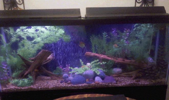 55 gallons freshwater fish tank (mostly fish and non-living decorations) - First Big Tank. Yes I know compared to the a lot of other tanks, this one is tiny.  LoL