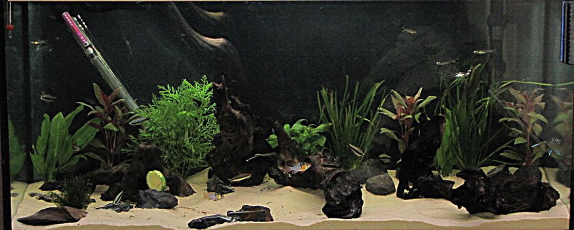 50 gallons planted tank (mostly live plants and fish) - my first tank