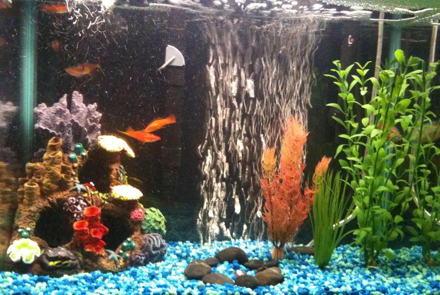 Rated #283: 15 Gallons Freshwater Fish Tank - my first fish tank 15 gallons