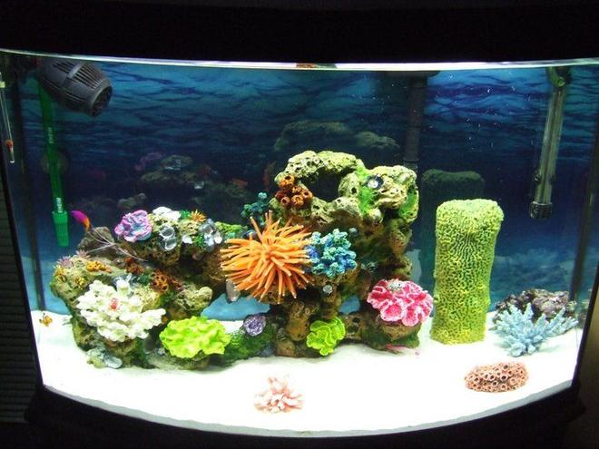 36 gallons saltwater fish tank (mostly fish, little/no live coral) - I have 2 clown fish, 1 royal gramma, 1 purple fire goby, 1 skunk cleaner shrimp, and 1 blue knuckle hermit crab :DD