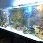 160 gallons freshwater fish tank (mostly fish and non-living decorations) - my tank 600ltrs