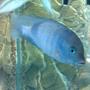 freshwater fish - cyrtocara moorii - blue dolphin cichlid stocking in 160 gallons tank - 1