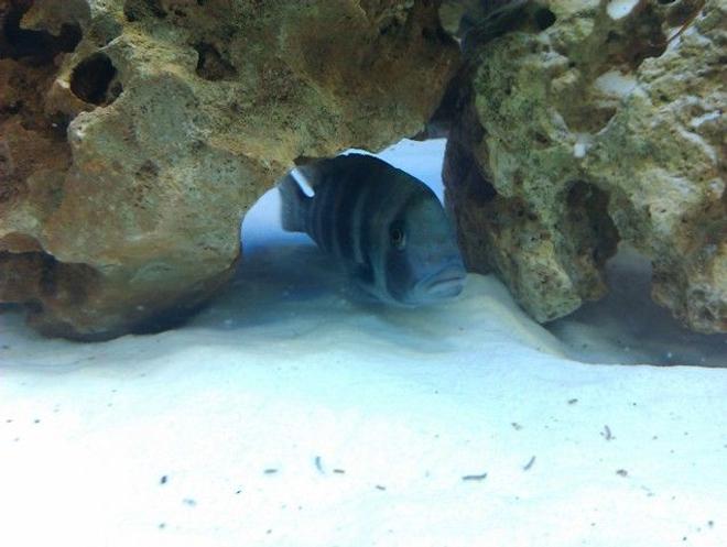 freshwater fish - cyphotilapia frontosa - frontosa cichlid stocking in 160 gallons tank - Frontosa