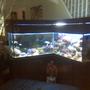 90 gallons reef tank (mostly live coral and fish) - My 90 gallon customize L shape reef and fish tank.