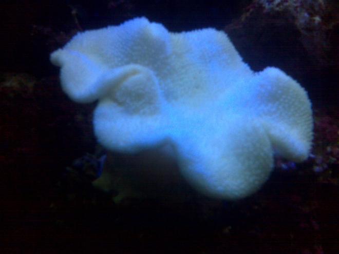 corals inverts - sarcophyton sp. - toadstool mushroom leather coral stocking in 90 gallons tank - My leather tadstool coral