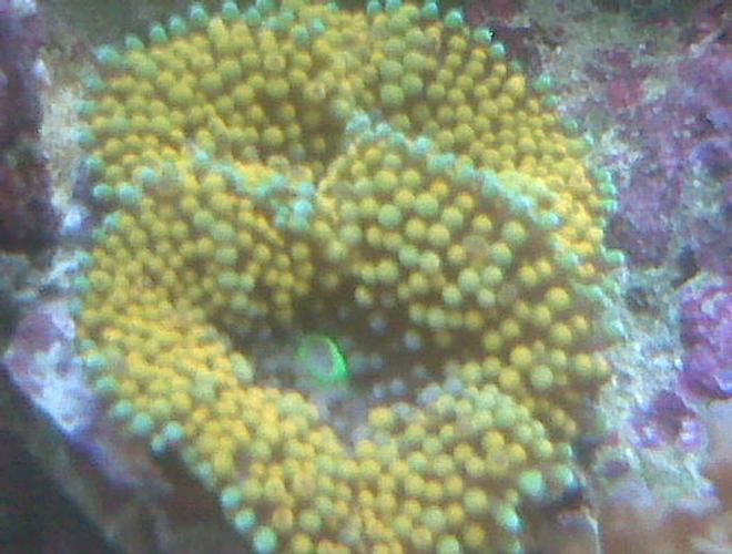 corals inverts - ricordea florida - ricordea mushroom stocking in 90 gallons tank - yellow soft coral