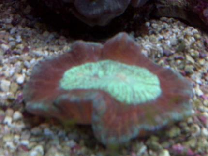 corals inverts - trachyphyllia geoffroyi - brain coral, trachyphyllia stocking in 90 gallons tank - exotic coral