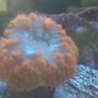 corals inverts - cynarina lacrymalis - button coral, cynarina stocking in 90 gallons tank - bright orange