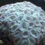 corals inverts - favia sp. - brain coral, pineapple stocking in 90 gallons tank - beautiful