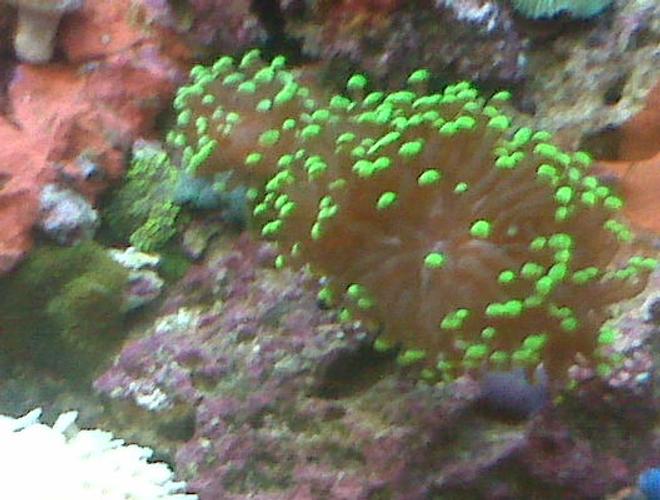 corals inverts - euphyllia glabrescens - torch coral stocking in 90 gallons tank - green coral