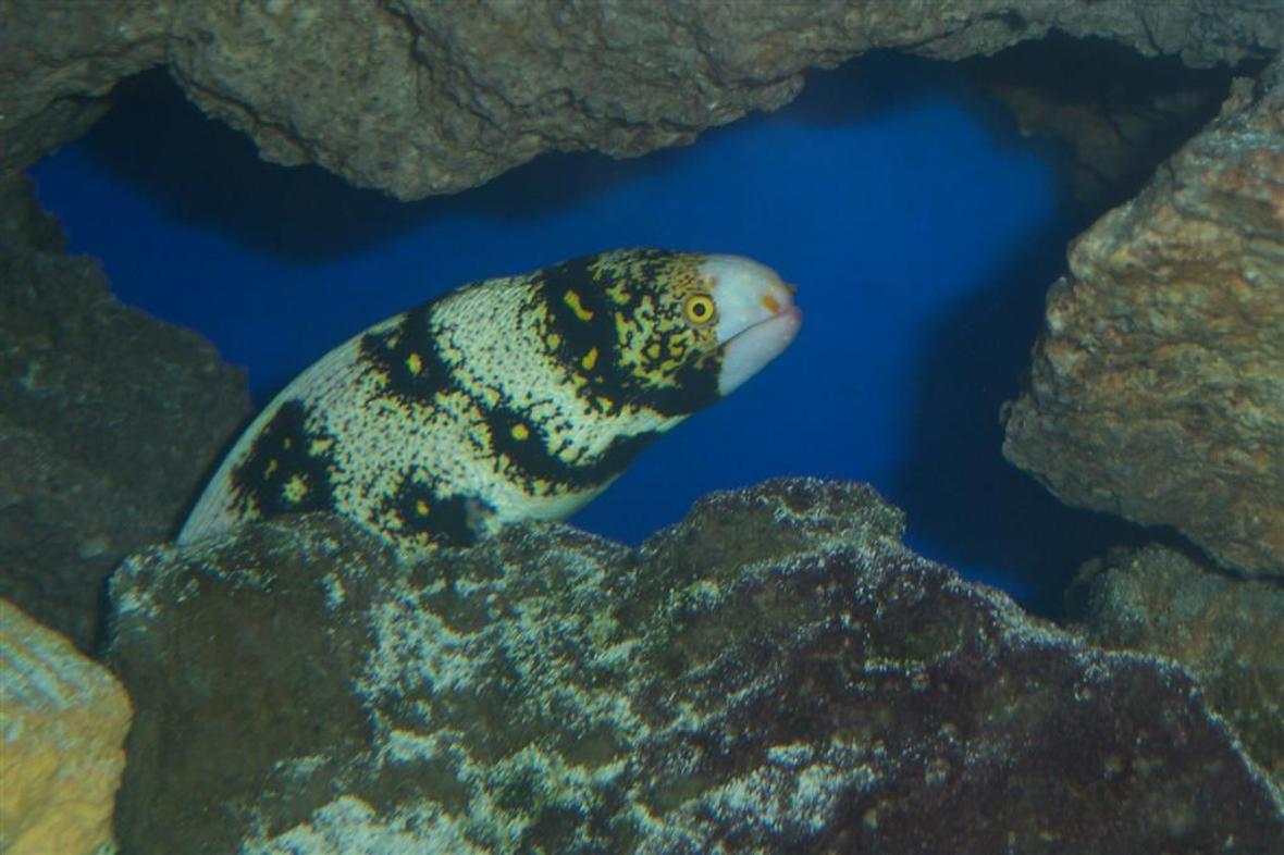 saltwater fish - echidna nebulosa - snowflake eel stocking in 180 gallons tank - Snowflake Eel