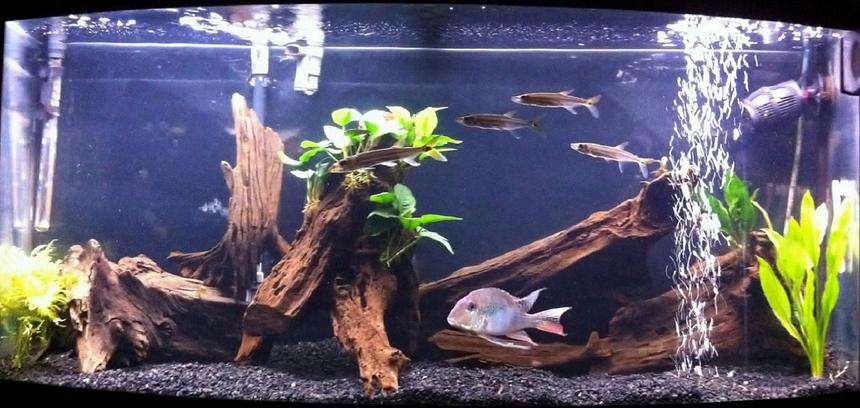 Rated #122: 72 Gallons Planted Tank - 72 Gallon Bowfront
Fish:
Geophagus Jurupari
4 Freshwater Barracudas
Pictus Catfish 
Plants:
Anubias on Driftwood, Java Jern, Amazon Sword
Setup:
Natural Driftwood, Fluvala 404 Filtration Koralia Evolution Powerhead, @ 46" Sunglo blubs