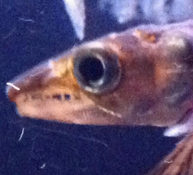 freshwater fish - sphyraena flavicauda - yellowtail barracuda stocking in 72 gallons tank - YellowTail Barracuda (close up)