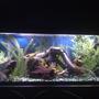 fish tank picture - My old tank. Held #1 for a short while. Retired ranked at #102.