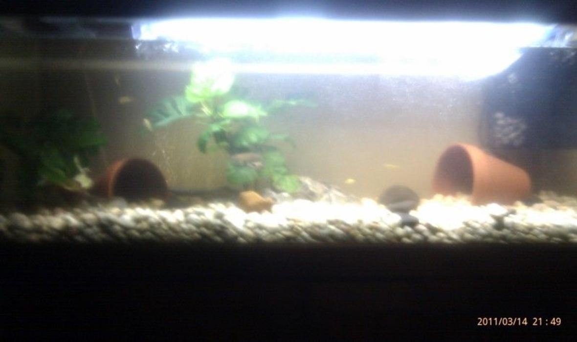 200 gallons planted tank (mostly live plants and fish) - my yabbies in 4ft tank