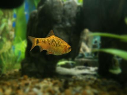 freshwater fish - puntius sachsii - gold barb stocking in 15 gallons tank - Gold barb entering rocky tunnel.