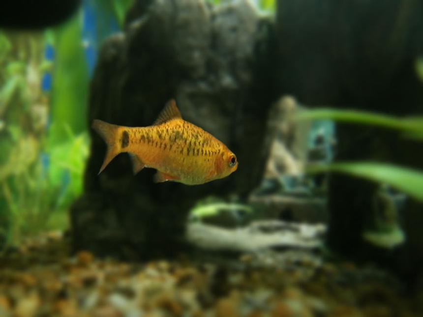 Rated #93: Freshwater Fish - Puntius Sachsii - Gold Barb Stocking In 15 Gallons Tank - Gold barb entering rocky tunnel.