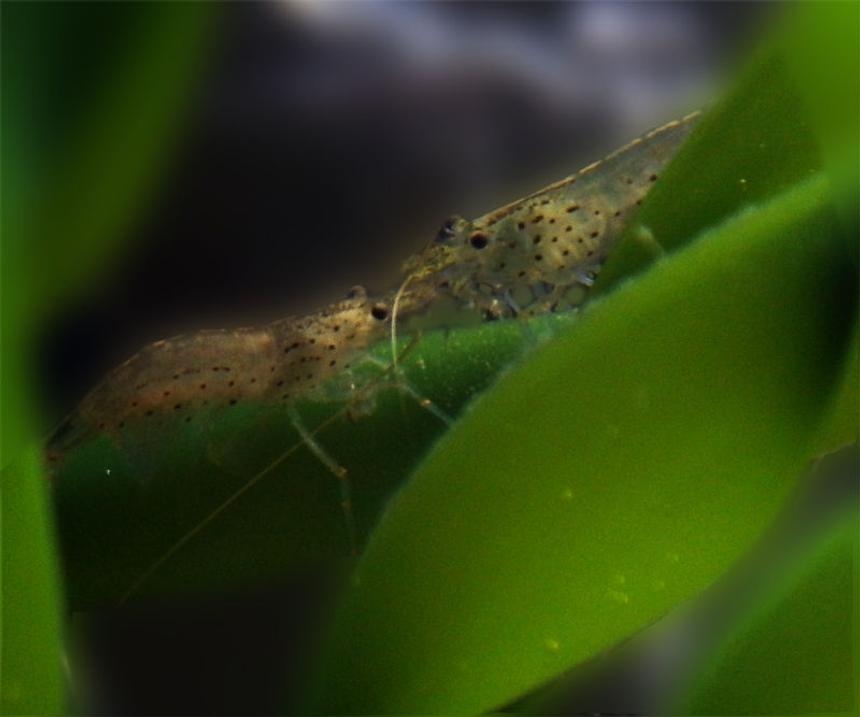 Rated #6: Corals Inverts - Paleomonetes Sp. - Ghost Shrimp Stocking In 15 Gallons Tank - Ghost shrimp couple on some leaves.