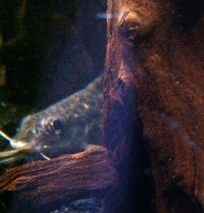 freshwater fish - pimelodus pictus - pictus cat stocking in 72 gallons tank - Pictus Catfish
