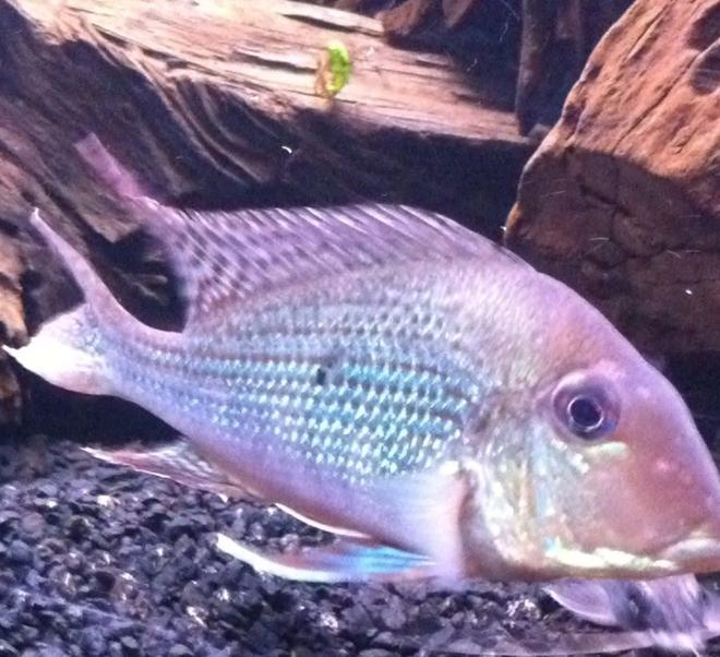 freshwater fish - geophagus jurupari - demon fish stocking in 72 gallons tank - Geophagus Jurupari