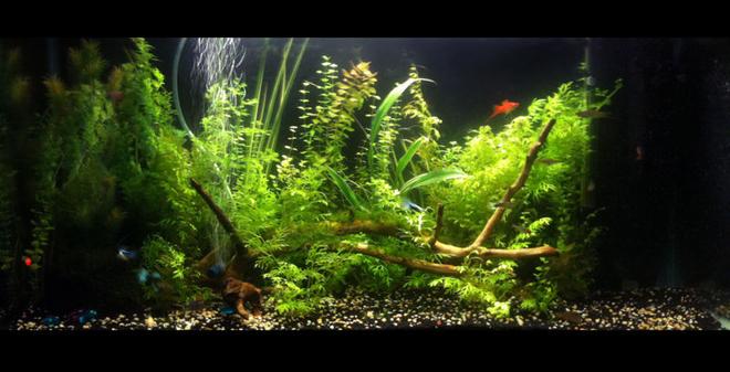 33 gallons planted tank (mostly live plants and fish) - my first planted aquarium... set up for about 7 months now. 10Hr's photo period, L.E.D moon lights. No C02 system. Internal filter pump filled with active carbon. Water is around 25-26 degrees celcius. Excel is used for plant carbon... no algae problems visible.