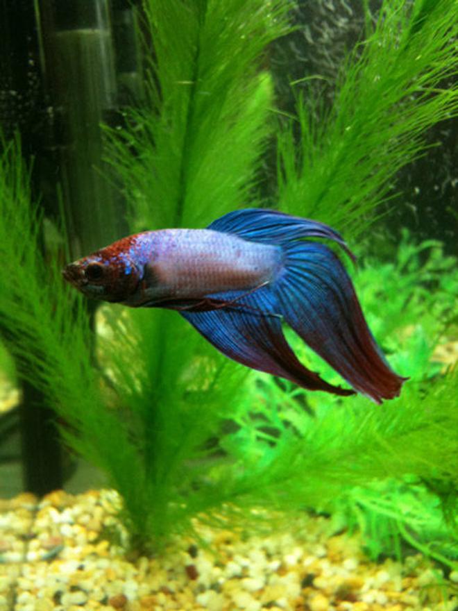 freshwater fish - betta splendens - betta - male stocking in 33 gallons tank - my betta fish in a 12 litre set up...internal filter filled with active carbon. heater is set at around 26 degrees celcius. gravel fake plants and some java moss.