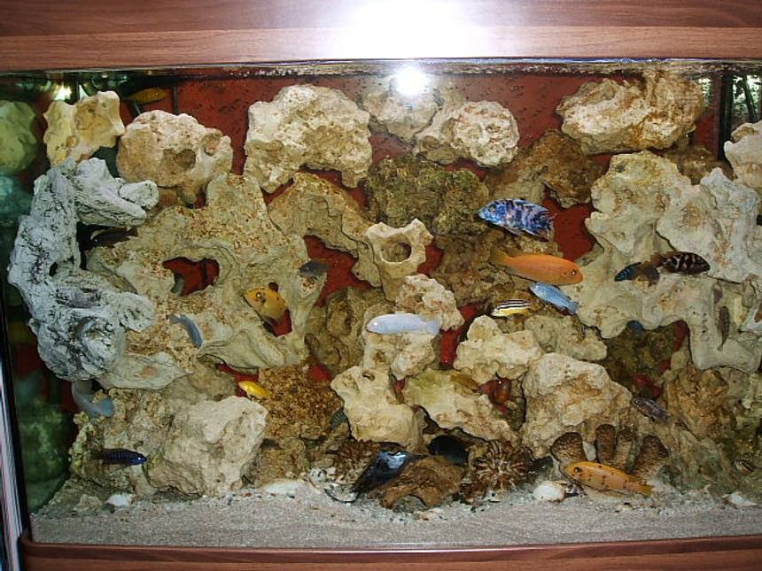 Rated #89: 220 Gallons Freshwater Fish Tank - my cichlid aquarium