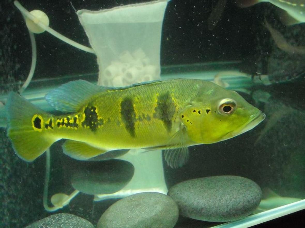 freshwater fish - cichlia ocellaris - peacock bass (ocellaris) stocking in 67 gallons tank - Peacock bass Nov 2010 cicla orinocensis 15" 4ft x 2ft x 2ft tank 430.42 litres / 113.87 gallons tankmates: Indo Tigers (datnoides) Albino Pleco Red Severum Marbled Goby Cicila Tememsis Barramundi Oscar