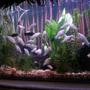 fish tank picture - pic #2