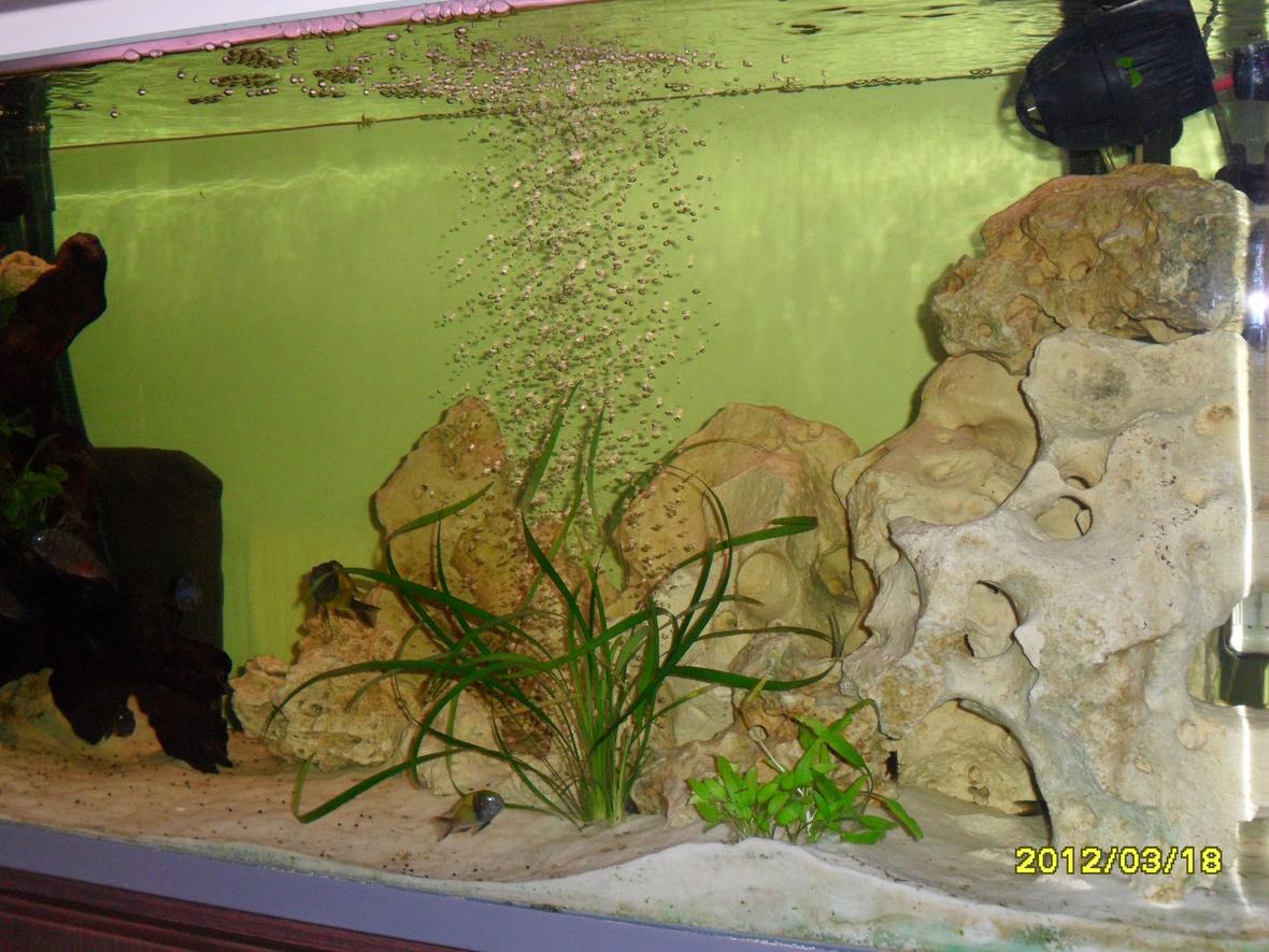 fish tank picture - rock and wood