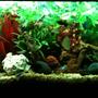 55 gallons freshwater fish tank (mostly fish and non-living decorations) - 55 gallon freshwater community aquarium