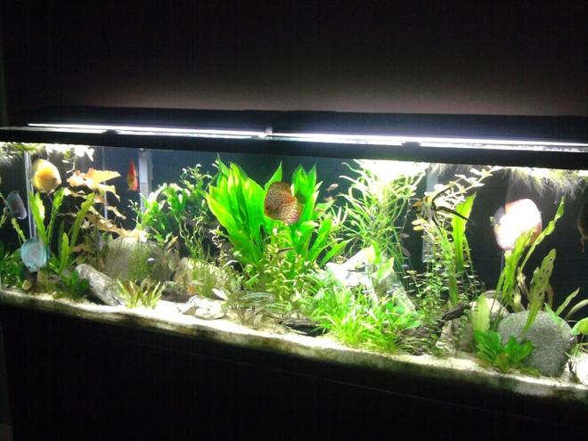 135 gallons planted tank (mostly live plants and fish) - Planted Discus Tank