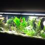 135 gallons planted tank (mostly live plants and fish) - Planted Discus Tank