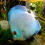 freshwater fish - symphysodon sp. - blue diamond discus stocking in 135 gallons tank - Blue Diamond Discus