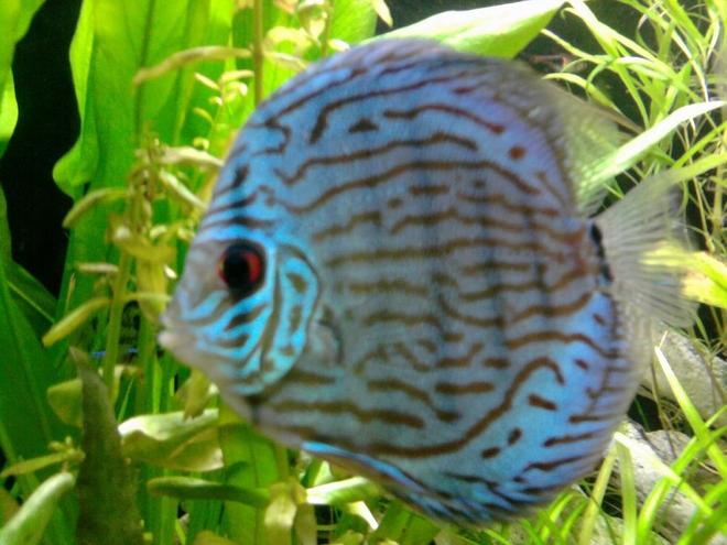 freshwater fish - symphysodon aequifasciata - royal blue discus stocking in 135 gallons tank