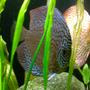 freshwater fish - symphysodon spp. - pigeon blood discus stocking in 135 gallons tank - Ring Leopard/Pigeonblood Pair Discus