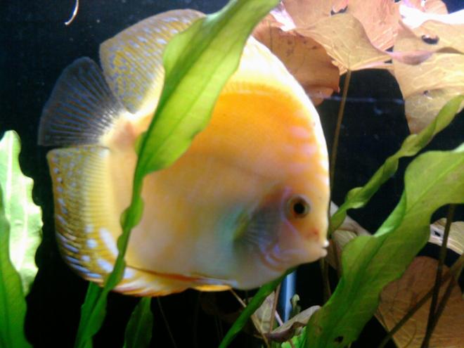 freshwater fish - symphysodon sp. - pigeon blood discus stocking in 135 gallons tank