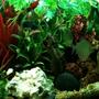 fish tank picture - Just a general pic of the 55 gallon freshwater community tank.