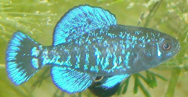 freshwater fish - elassoma gilberti - pygmy sunfish stocking in 75 gallons tank - Elassoma gilberti, the gulf coast pygmy sunfish