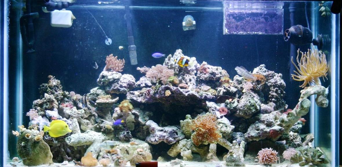 124 gallons reef tank (mostly live coral and fish) - one of my tanks