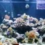 124 gallons reef tank (mostly live coral and fish) - one of my tanks