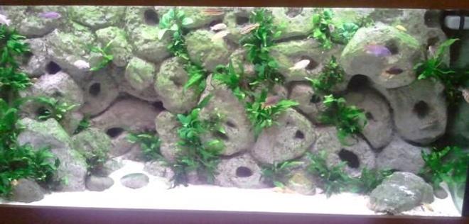 75 gallons freshwater fish tank (mostly fish and non-living decorations) - Malawi tank with DIY background
